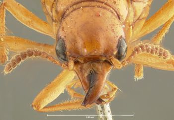 Media type: image; Entomology 34613   Aspect: head frontal view